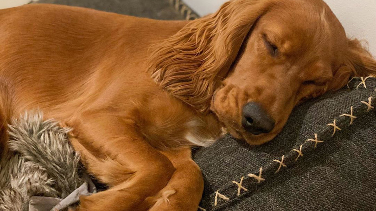 Dog bed - Dog cushion in strong materials